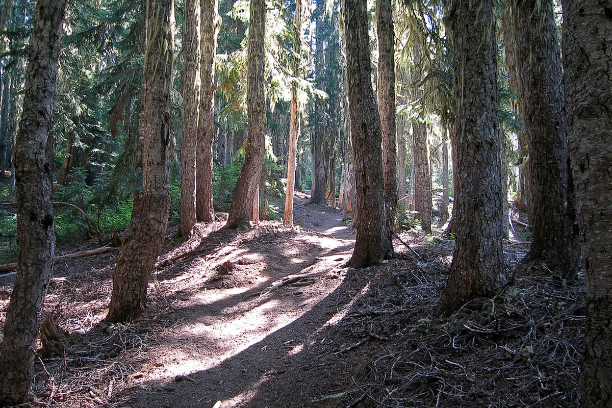 Wooded or rural property access representing land work near Elkhart, IN